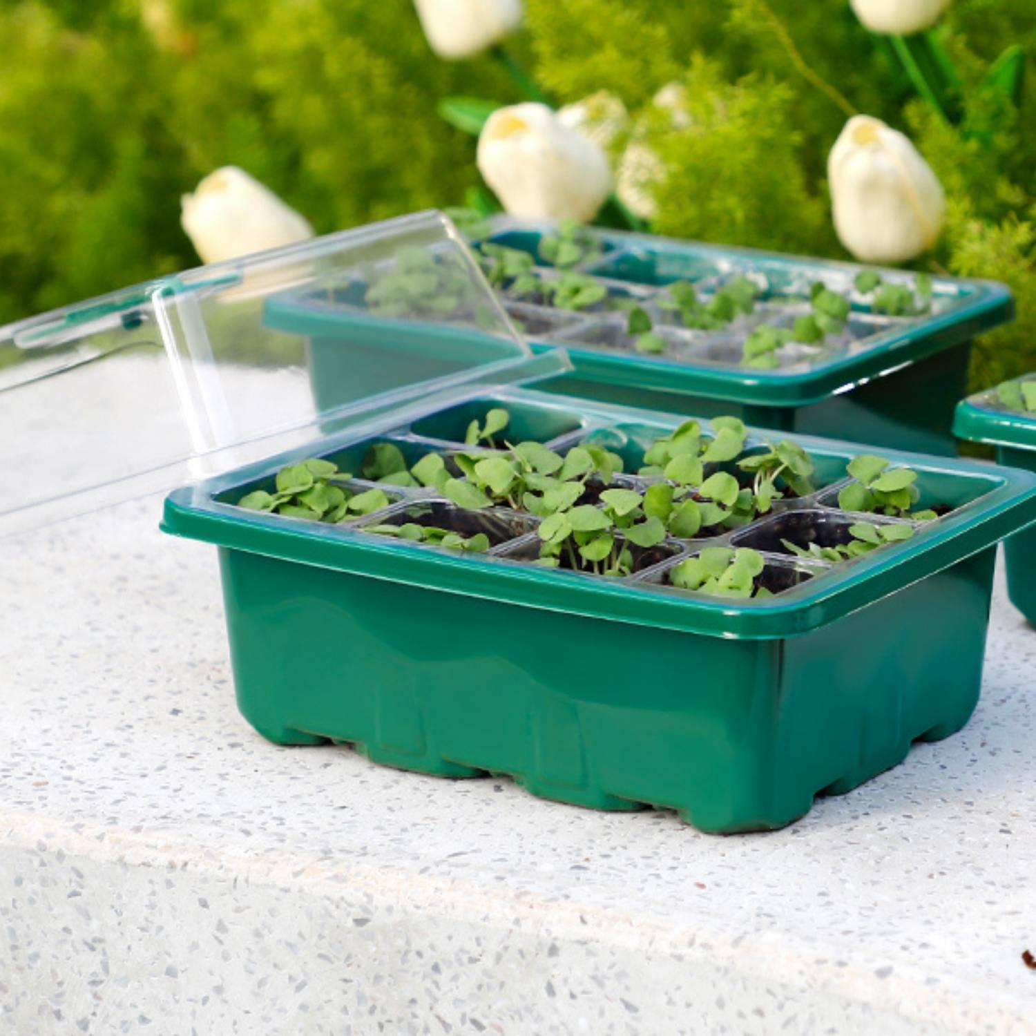 Seedling Germination Trays: image 4