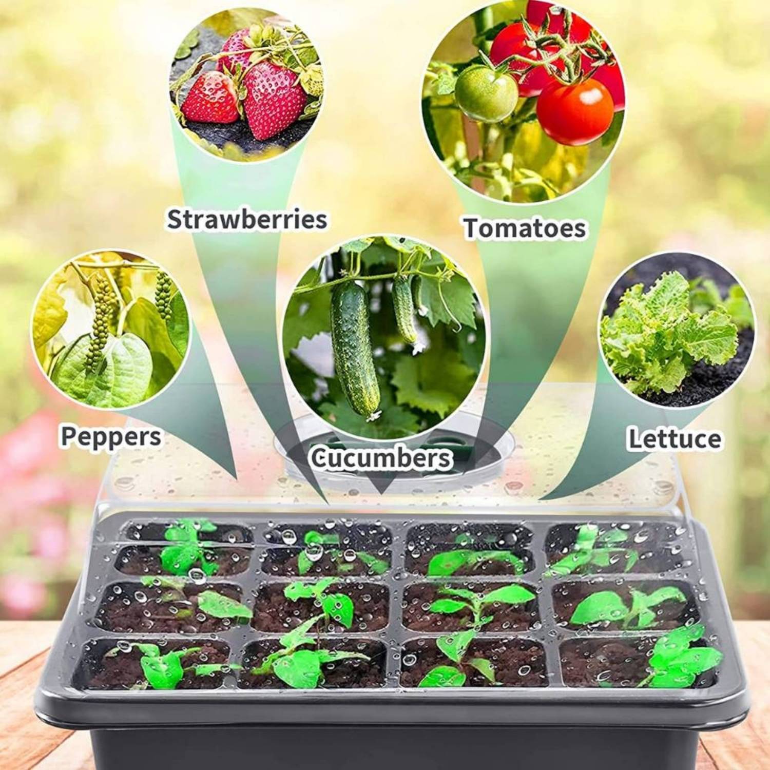 Seedling Germination Trays: image 7