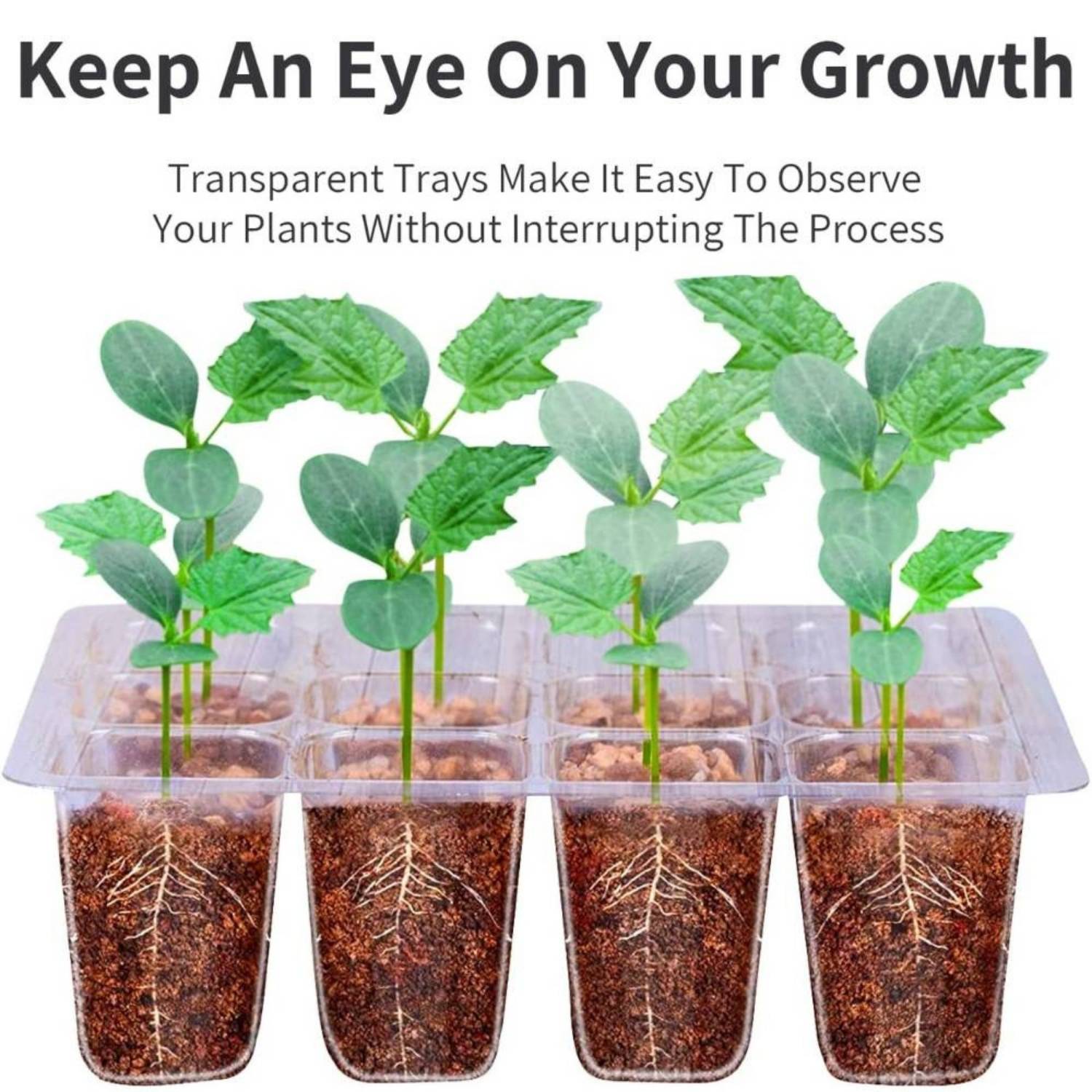 Seedling Germination Trays: image 9